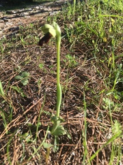 Ophrys fusca iricolor