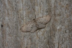 Poecilasthena scoliota