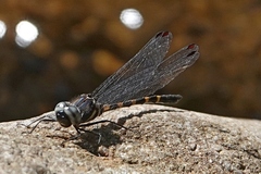 Cordulephya pygmaea