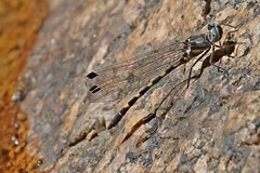 Cordulephya pygmaea