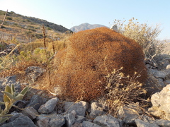 Euphorbia acanthothamnos
