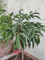 Ardisia crenata