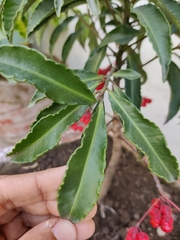 Ardisia crenata