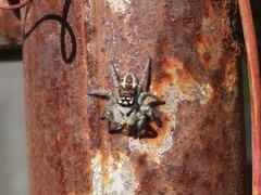 Philaeus chrysops