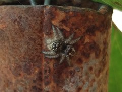 Philaeus chrysops