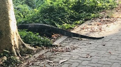 Varanus salvator salvator