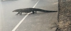 Varanus salvator salvator