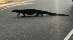 Varanus salvator salvator