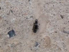 Microlestes