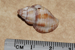 Buccinidae