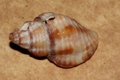 Buccinidae