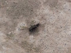 Microlestes