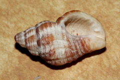Buccinidae