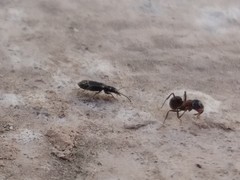 Microlestes