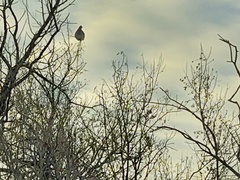 Tympanuchus phasianellus