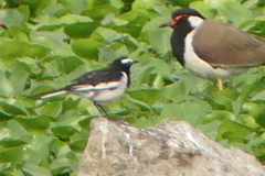 Motacilla maderaspatensis