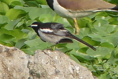 Motacilla maderaspatensis