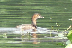 Tachybaptus ruficollis