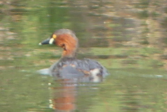 Tachybaptus ruficollis