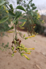 Nicotiana glauca