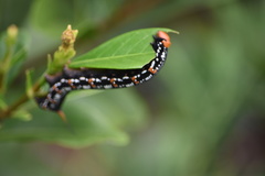Cephonodes kingii