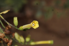 Nicotiana glauca