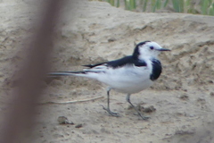 Motacilla alba
