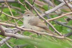 Prinia inornata