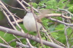Prinia inornata