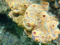 Botrylloides leachii