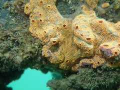 Botrylloides leachii