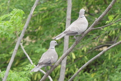 Streptopelia decaocto