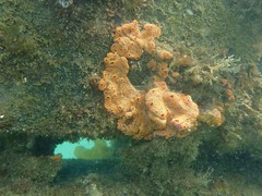 Botrylloides leachii