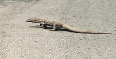 Varanus bengalensis