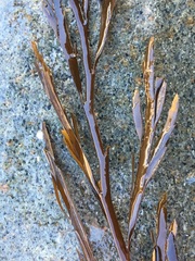 Desmarestia latifrons