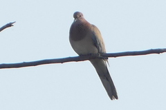 Streptopelia senegalensis