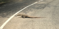 Varanus bengalensis