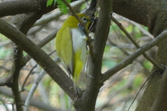 Zosterops palpebrosus