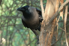 Corvus splendens