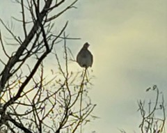 Tympanuchus phasianellus