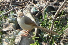 Prinia inornata