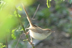 Prinia inornata