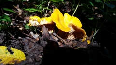 Cantharellus phasmatis