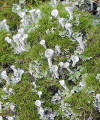 Cladonia asahinae