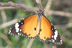 Danaus chrysippus