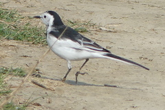 Motacilla alba