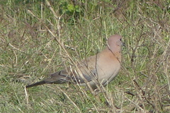 Streptopelia senegalensis