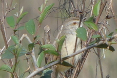 Prinia inornata