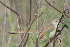 Prinia inornata