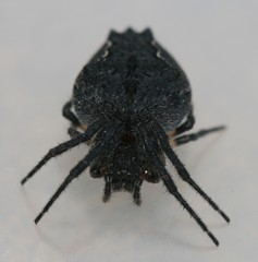 Socca senicaudata